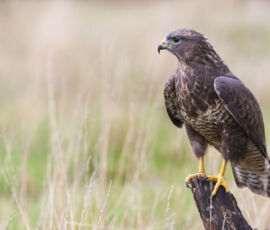 Hawk Spirit Animal