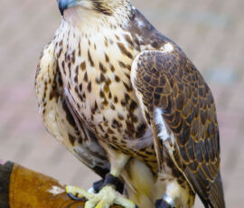 Hawk Spirit Animal