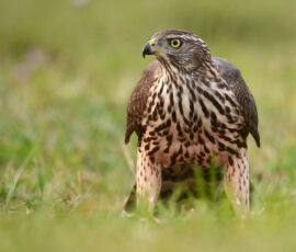 Hawk Spirit Animal