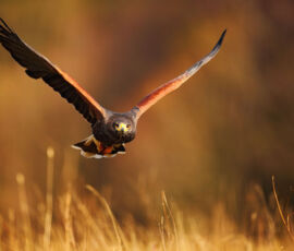 Hawk Spirit Animal