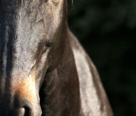 Horse Spirit Animal