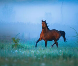 Horse Spirit Animal