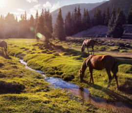 Horse Spirit Animal