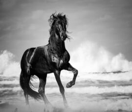 Horse Spirit Animal