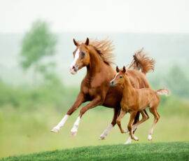 Horse Spirit Animal