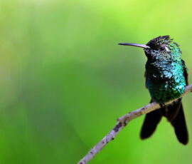 Hummingbird Spirit Animal