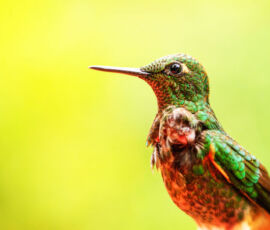 Hummingbird Spirit Animal