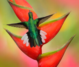 Hummingbird Spirit Animal