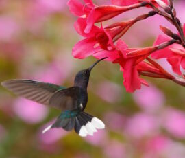 Hummingbird Spirit Animal