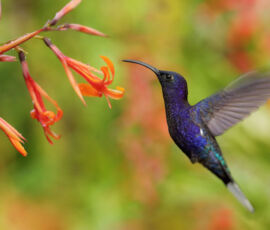 Hummingbird Spirit Animal