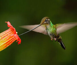 Hummingbird Spirit Animal