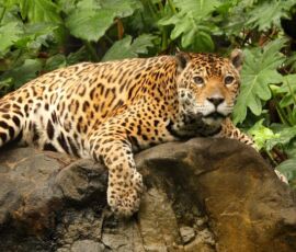 Jaguar Spirit Animal