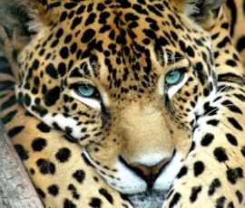 Jaguar Spirit Animal