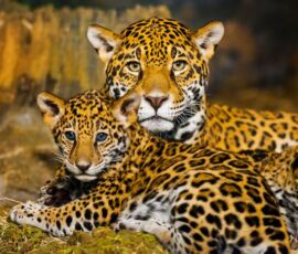 Jaguar Spirit Animal