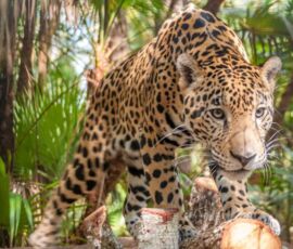 Jaguar Spirit Animal