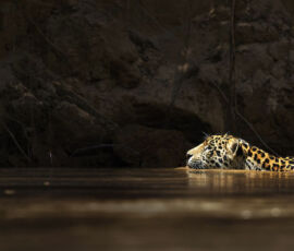 Jaguar Spirit Animal