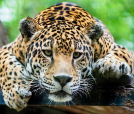 Jaguar Spirit Animal