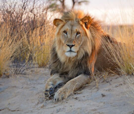 Lion Spirit Animal