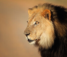 Lion Spirit Animal