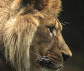 Lion Spirit Animal