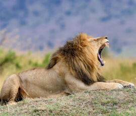 Lion Spirit Animal