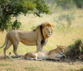 Lion Spirit Animal