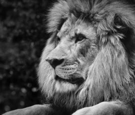 Lion Spirit Animal
