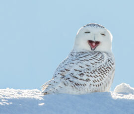 Owl Spirit Animal
