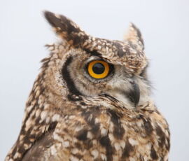 Owl Spirit Animal
