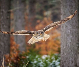 Owl Spirit Animal