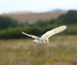 Owl Spirit Animal