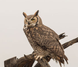 Owl Spirit Animal