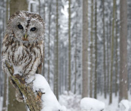Owl Spirit Animal