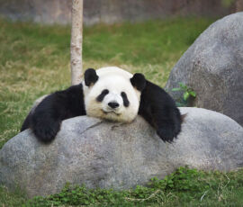 Panda Spirit Animal