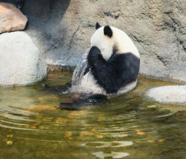 Panda Spirit Animal