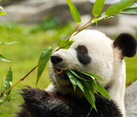 Panda Spirit Animal