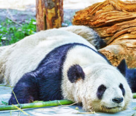 Panda Spirit Animal