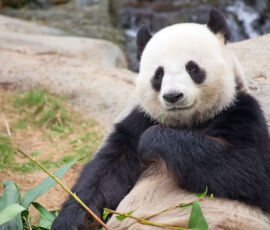 Panda Spirit Animal