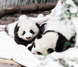 Panda Spirit Animal