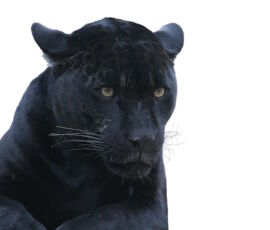 Panther Spirit Animal