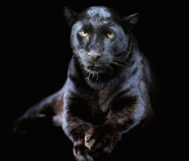 Panther Spirit Animal