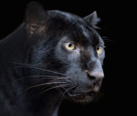 Panther Spirit Animal