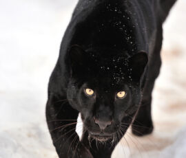 Panther Spirit Animal