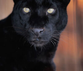 Panther Spirit Animal