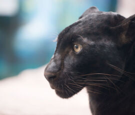 Panther Spirit Animal