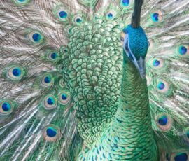 Peacock Spirit Animal