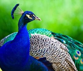 Peacock Spirit Animal