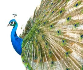 Peacock Spirit Animal