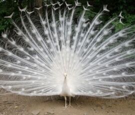 Peacock Spirit Animal