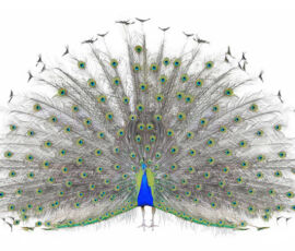 Peacock Spirit Animal